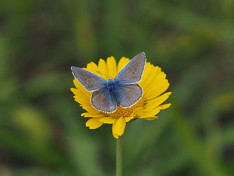 Ein Hauhechel-Bläuling mit ausgebreiteten bläulichen Flügeln sitzt auf einer gelben Blüte.