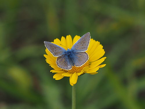 Ein Hauhechel-Bläuling mit ausgebreiteten bläulichen Flügeln sitzt auf einer gelben Blüte.