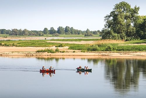 Menschen in zwei Kanus paddeln nebeneinader die Elbe entlang.