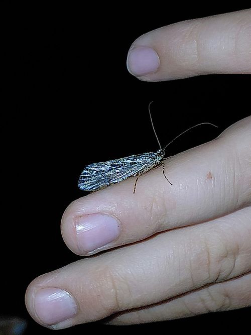 Eine kleine blau-grau gemusterte Köcherfliege sitzt auf den Fingern einer Hand vor schwarzem Hintergrund.