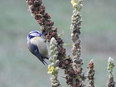 Ein kleiner blau-weiß-grauer Vogel sitzt auf einer Pflanze.