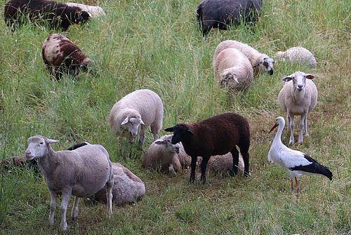 Schafe und Storch am Elbdeich bei Rühstädt