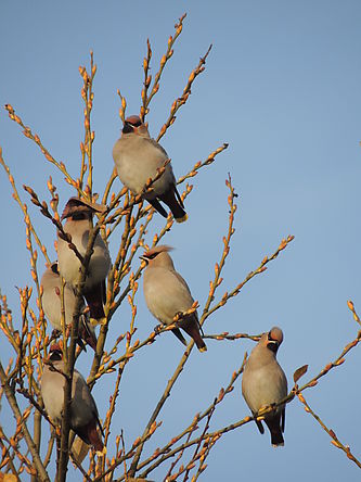 Sechs Vögel sitzen in einer Baumkrone.