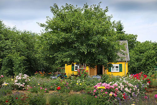 Gelbes Haus verdeckt von großem Baum im Garten