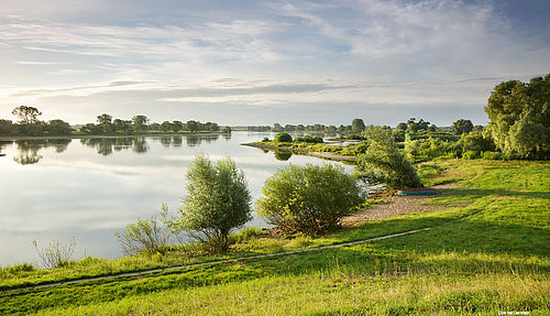 Flusslauf der Elbe mit Bäumen und Grünland.