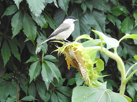 ein kleiner grau-schwarzer Vogel auf einer verblühten Sonnenblume.