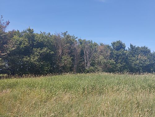Am Rand eines grünen Gehölzbestandes stehen mehrere kahle und braun verfärbte Bäume hinter einer hohen Wiese.