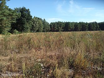 Überblick über eine offene Aufforstungsfläche mit hoher, trockenbrauner Hochstaudenflur und jungen Birken. Im Hintergrund steht ein geschlossener Kiefernwald unter blauem Himmel.