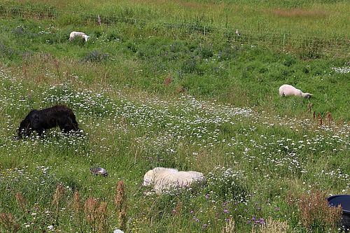 Herdenschutzhunde im Einsatz auf einer Weidefläche mit Schafen