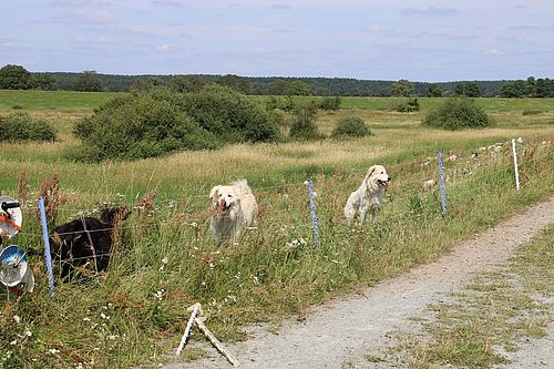 Herdenschutzhunde im Einsatz auf einer Schafweide