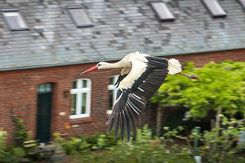 Bis zu 40 Storchenpaare können in Rühstädt beobachtet werden. Foto: L. Häuser/Biosphärenreservat Flusslandschaft Elbe