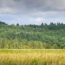 Das Rambower Moor ist eins der wenigen Moore der Region. Foto: L. Häuser/Biosphärenreservat Flusslandschaft Elbe
