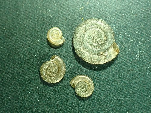 Vier kleine runde Tellerschnecken der Art Anisus vorticulus liegen auf grünem Grund