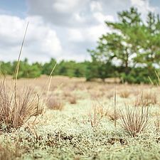 Silbergras ist eine typische Pflanze auf Trockenrasen. Foto: L. Häuser/Biosphärenreservat Flusslandschaft Elbe