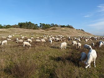 Blick auf einen Hügel, die Binnendüne, auf der cirka 30 Schafe das Gras fressen.
