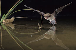 Wasserfledermaus, Foto: Dietmar Nill, Lizenz: NaturSchutzFonds Brandenburg