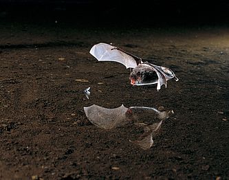 Wasserfledermaus auf der Jagd, Foto: Dietmar Nill, Lizenz: NABU