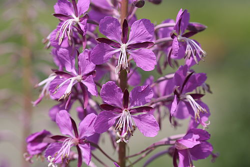 Schmalblättriges Weidenröschen, Foto: H. May, Lizenz: NABU