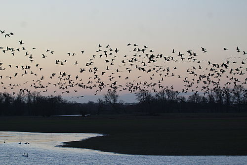 Foto: Aline Jacubeit, Lizenz: Naturwacht Brandenburg