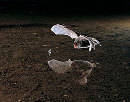 Wasserfledermaus auf der Jagd, Foto: Dietmar Nill, Lizenz: NABU