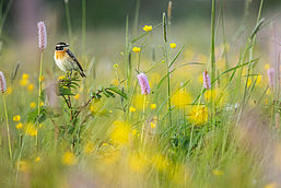 Ein Braunkehlchen auf einer blühenden Wiese., Foto: Jonathan Fieber, Lizenz: NABU
